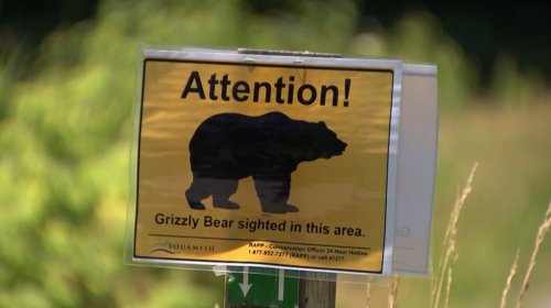Grizzly bear attack in Kananaskis Country sends man to hospital