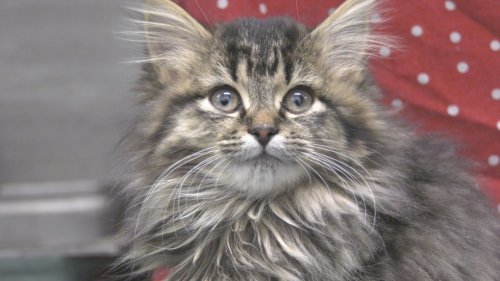 Kingston Humane Society lowering fees for cat adoption to help people adopt