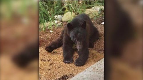 Sunshine Coast man fined $900 after letting bear family feast on grain