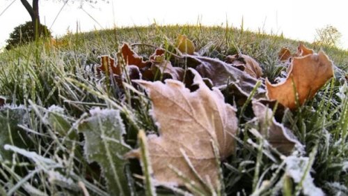 Frost advisory issued for Simcoe Muskoka as temps plunge to the freezing mark