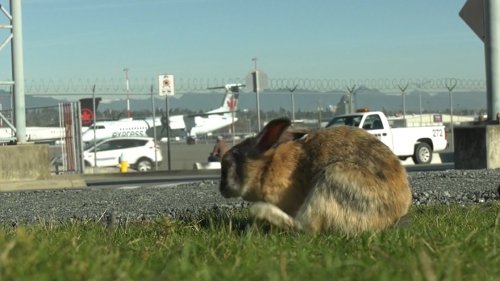 Vancouver airport has hired someone to shoot and kill its unwanted rabbit population