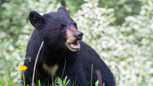 Black bear killed in self-defence after attack on dog-walker in Maple Ridge, B.C.