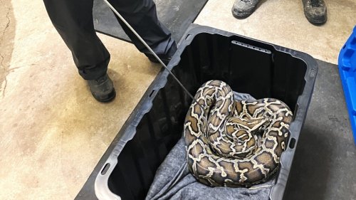 Conservation officers seize 9-foot python from Chilliwack home