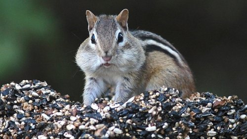 Some areas of South Lake Tahoe closed after chipmunks test positive for plague