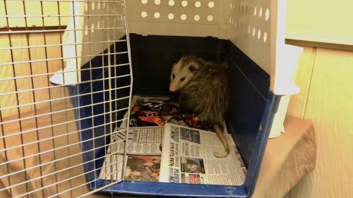 Local wildlife rescue needs donations to help save animals