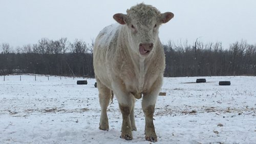 Sask. cattle producers facing feed shortages
