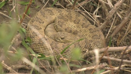 'My heart was racing': Lethbridge teen rides bike into rattlesnake den