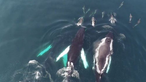 Caught on camera: Dolphins play with whales off Irish coast