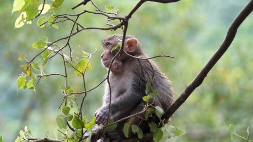 Scientists call for vigilance, warning another monkey virus could soon be poised to infect humans