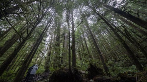 B.C. wants First Nations to agree before old-growth logging deferred on shared lands