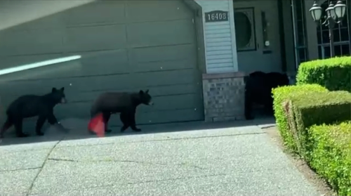 Advocacy group says more education is needed as bear killings continue to rise