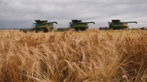 Harvest has not begun for most Sask. producers: crop report