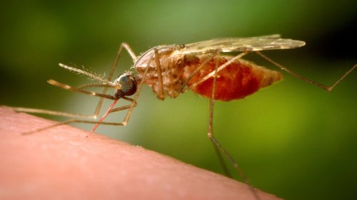 Increase in mosquitoes 'a trend' across Canada this year. Here's why