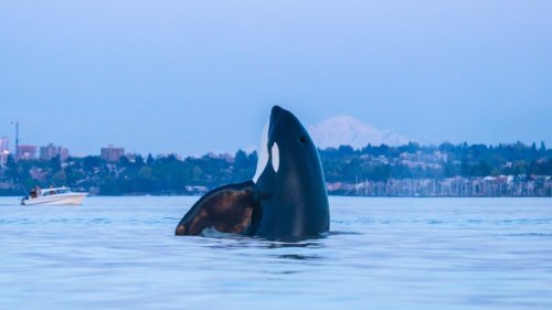 Vancouver photographer captures images of orcas ‘metres’ from his kayak
