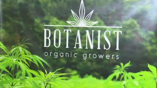 'World's largest' CBD hemp operation to open at former Pineland Forest Nursery site