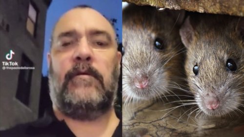 'I was blown away': TikTok video shows swarm of rats in downtown Montreal