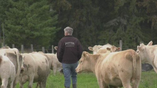 Beef farmers say northern Ontario is the place to be