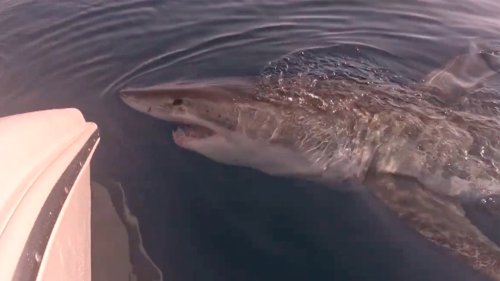 Florida boaters have close encounter with a hungry great white shark