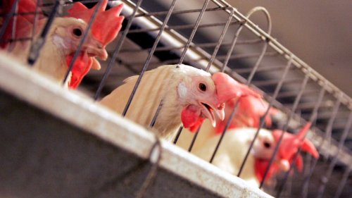 Avian flu cases being underreported, B.C. wildlife centre says