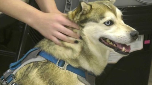 'The need is dire': Pet drive collects money, supplies for animal support organization