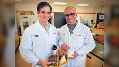 How University of Guelph researchers are working to bring down the cost of chocolate
