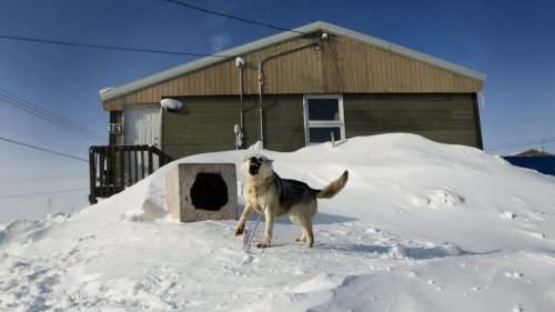 Growing dog populations an issue in some remote communities, shelters under pressure