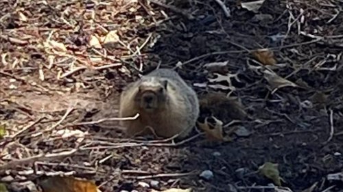 Marmot in the city: New resident of North Vancouver's Lower Lonsdale a 'rock star rodent'