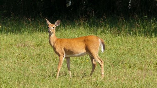 Hunter faces $8,000 fine, licence suspension after shooting at deer decoy in Muskoka