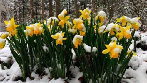 Slow-moving low will bring mix of snow and rain to Maritimes this weekend