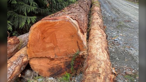 'It's a bit shocking': Video of legal old-growth harvesting draws frustration on Vancouver Island