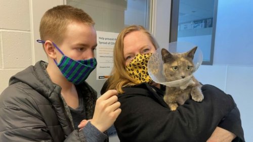 Lost Victoria cat found in Nanaimo months later