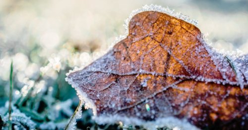 Frost advisories in effect for all three Maritime provinces