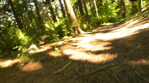 'Avoid Stanley Park': Conservation officer issues stern warning about dangerous coyotes