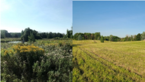 Montreal conservation group angered after Monarch fields mowed