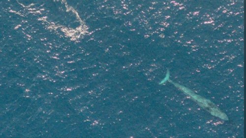 Endangered blue whale spotted by DFO team off Nova Scotia
