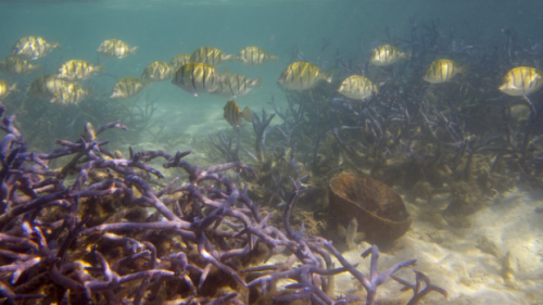 Ability of coral reefs to benefit humans has halved since 1950s, study finds