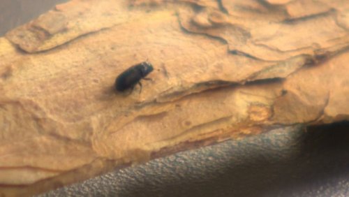 Alberta makes headway in battle against mountain pine beetles