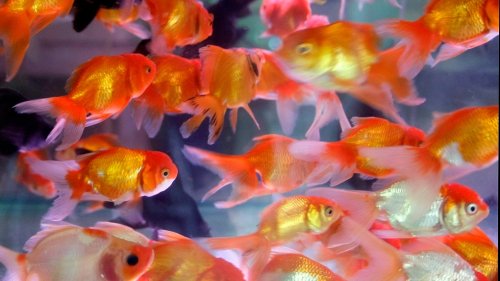Thousands of dollars worth of tropical fish stolen from Ottawa Valley restaurant