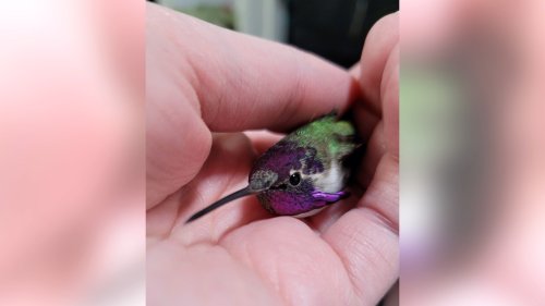 Here's how a rare hummingbird ended up in a backyard in Saskatoon