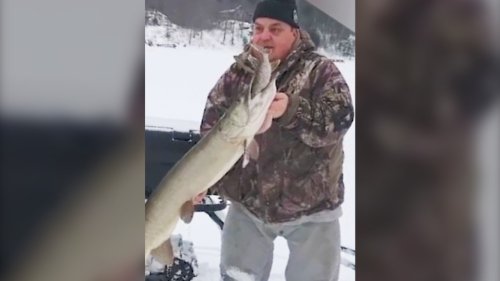 Video shows northern Ontario angler catching a pike just as a 50-inch muskie eats the pike