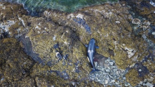 Killer whale stranded on island near B.C. coast rescued