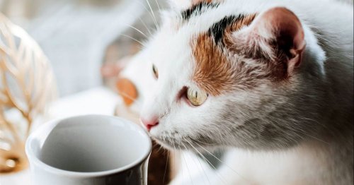 5 plantas para gatos que cuidan de su salud