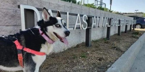 Dallas animal shelter puts limit on intake to avoid spreading disease