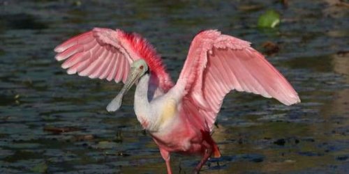 Texas flies high as the 3rd best state for birdwatching, study finds
