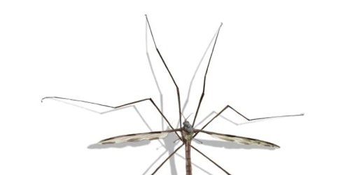 Crane flies have landed ever so lightly in Houston, which means one thing