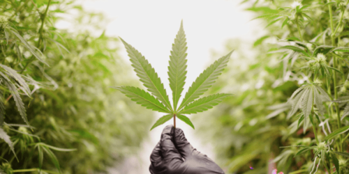 Why more Texans are choosing medical cannabis for relief