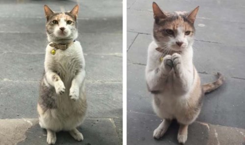 İki ayağının üzerine kalkarak esnaftan yemek isteyen kedi Rıfkı, sosyal medyada gündem oldu