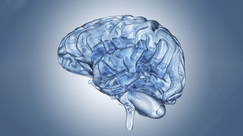 Des actus (positives) : Et si nous avions un deuxième cœur ? Les mystères d’un cerveau transformé en verre - Curieux!