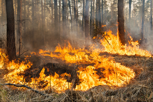 [Vidéo] Été 2022 : les feux dans la forêt des Landes - Curieux!