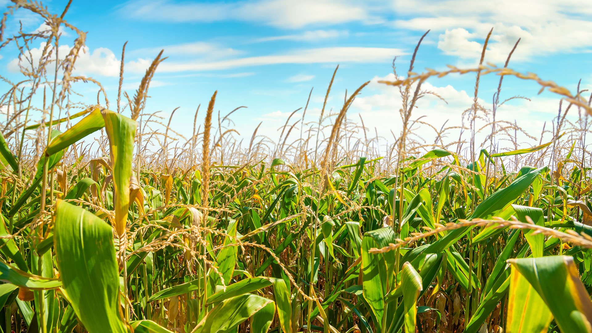 L’agriculture ne pourra pas nourrir 10 milliards de personnes en 2050, vraiment ? – Curieux!